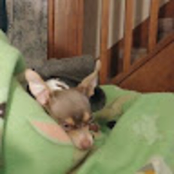 Meet your Posher, Madison - Picture 1 of 1